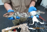 A wildlife officer holds a lizard that was being smuggled out of the country