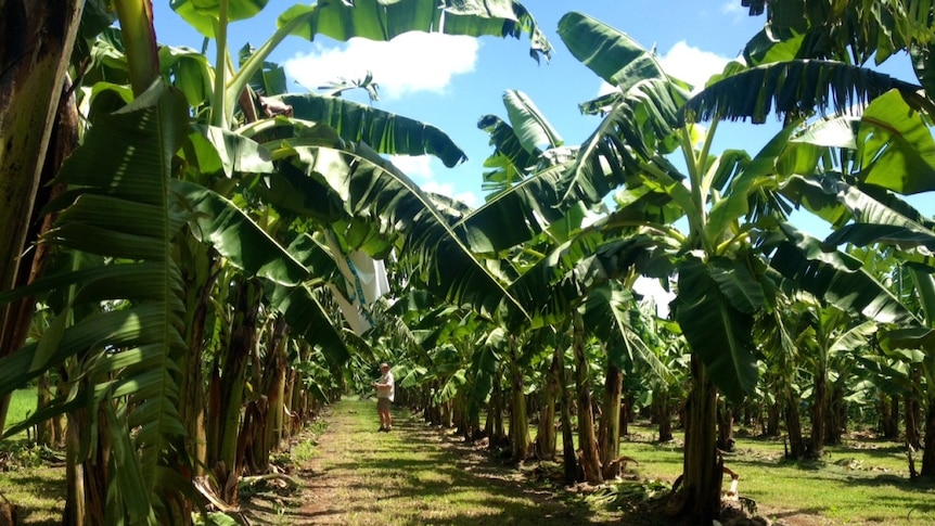 Banana plants growing on a farm.