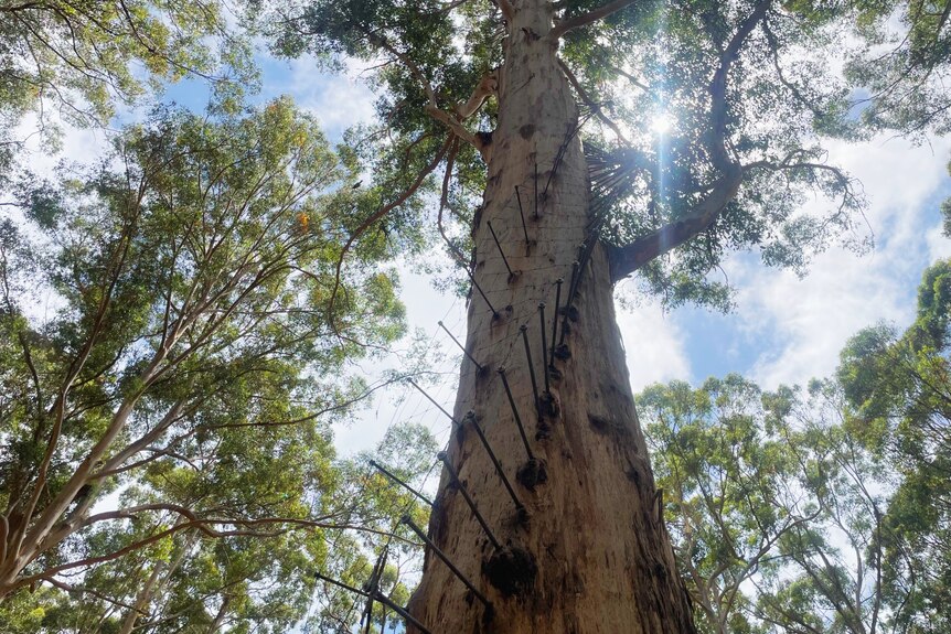 The Gloucester tree in Pemberton from the ground