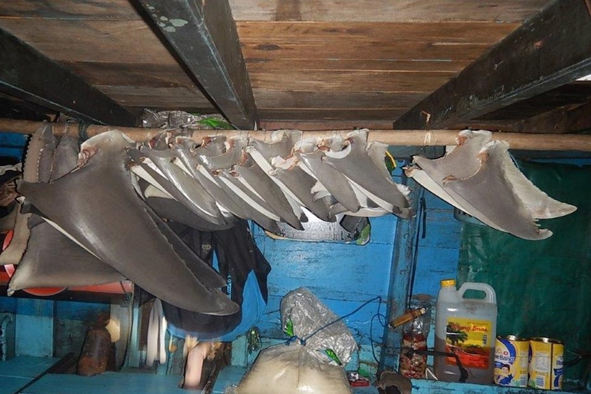 Shark fins hanging from a wooden rod on board a suspected illegal fishing boat, November 2019.