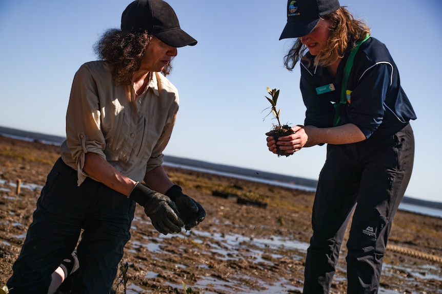 People work together on the silty shores of Western Port Bay trying to regenerate the mangroves to prevent erosion.