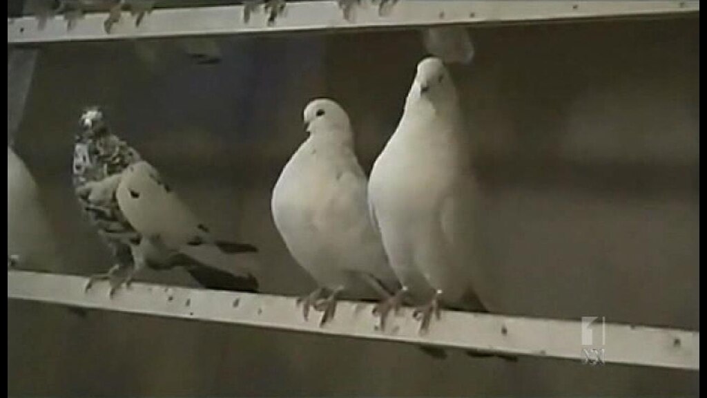 Authorities monitor deadly pigeon virus - ABC News