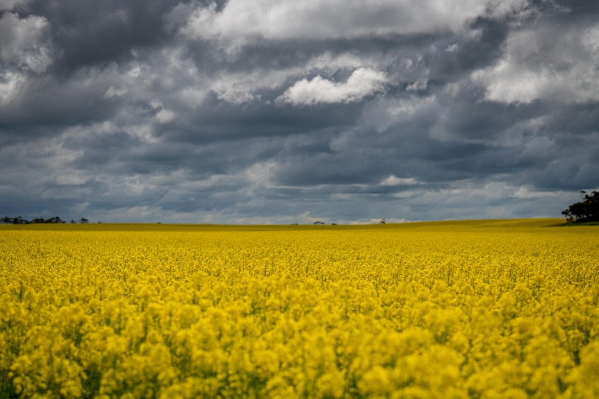 A yellow field of flowers with stormy clouds overheard