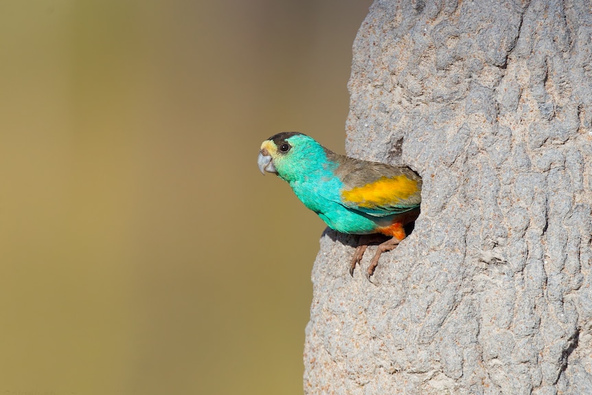 A see green, yellow and grey bird peeking out of a termite mound.