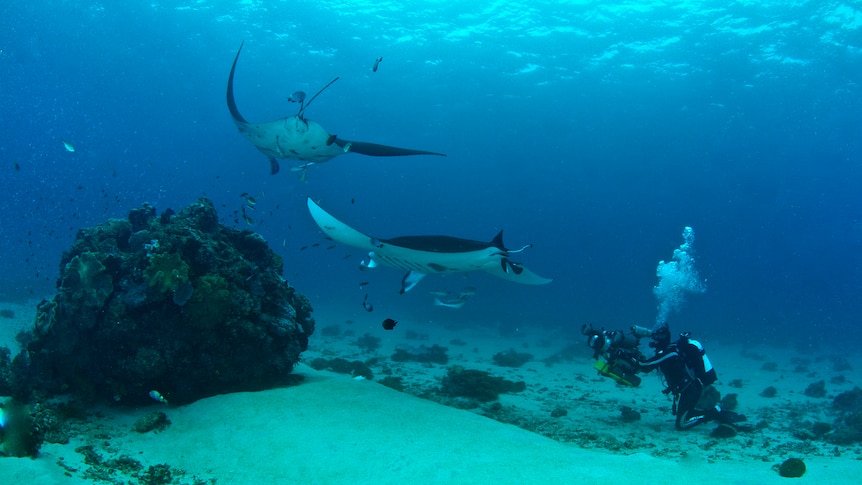 A scuba diver films two large manta rays above him in the ocean.