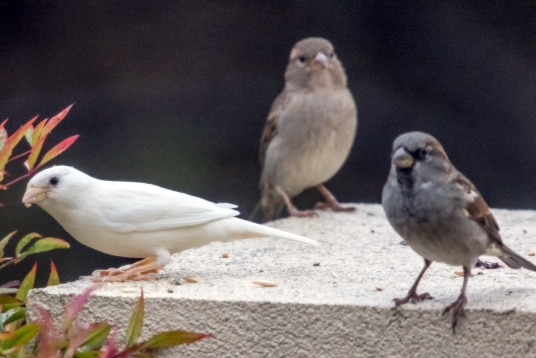 Point Cook locals estimate the albino sparrow is around seven months old.