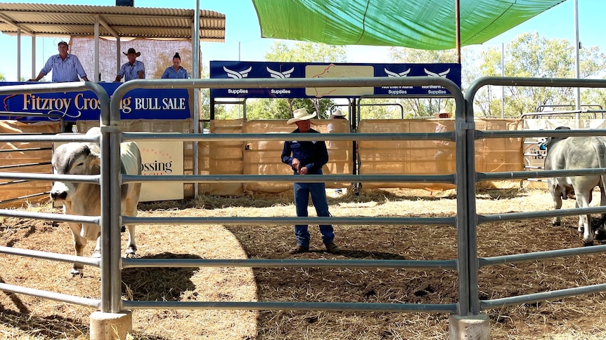 A man and two bulls standing in a cattle ring for bull sale