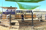 A man and two bulls standing in a cattle ring for bull sale