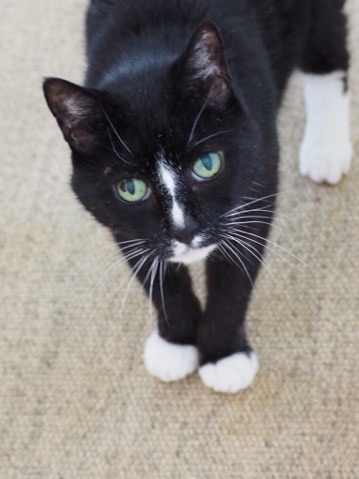 Black and white cat