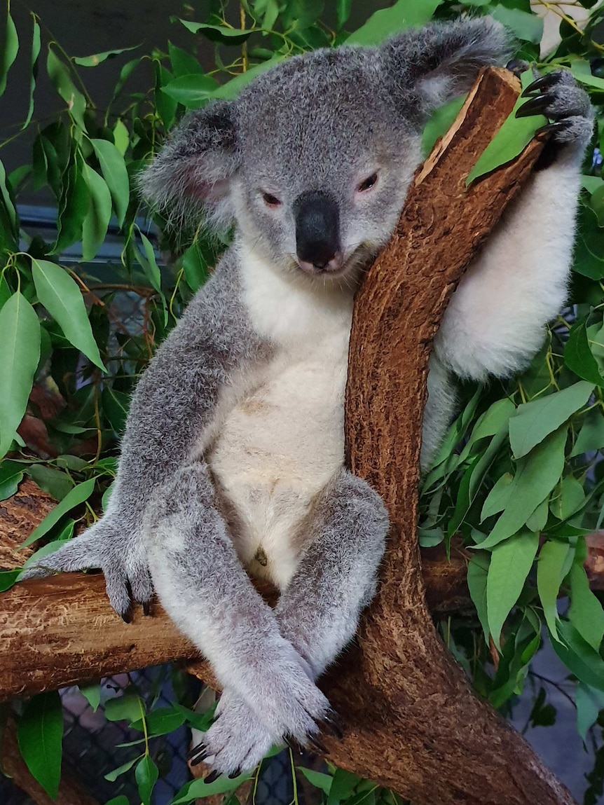 koala relaxing in a tree
