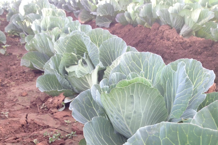 Cauliflower rows