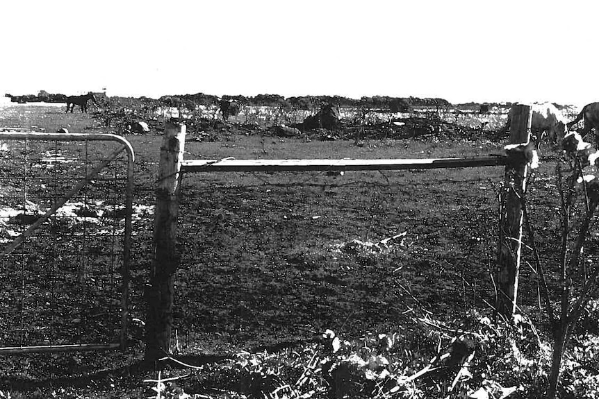 A paddock in Sunshine where police believe two sexual assaults took place in 1986