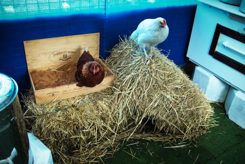 Two chooks on top of hay in a chicken coop.