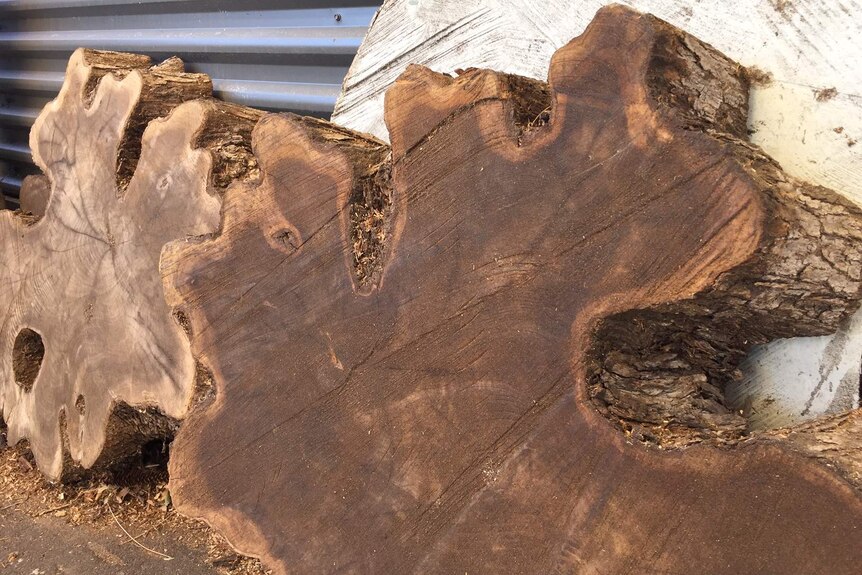 A cross section of the historic trees used by artists.