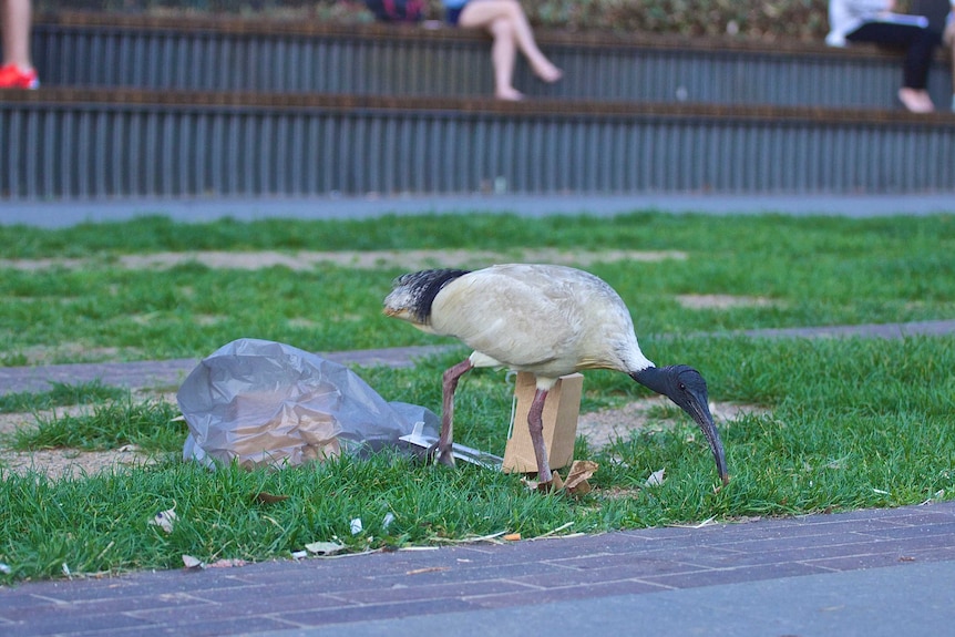 Ibis with rubbish