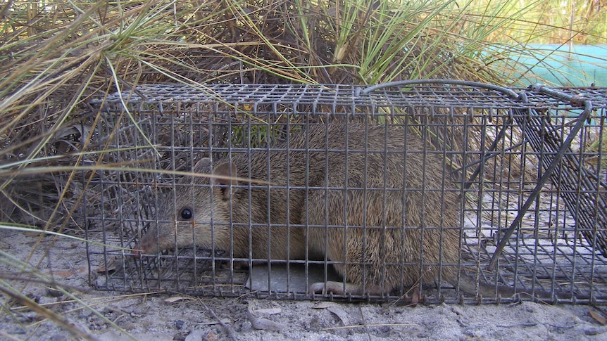 A northern brown bandicoot in a trap.