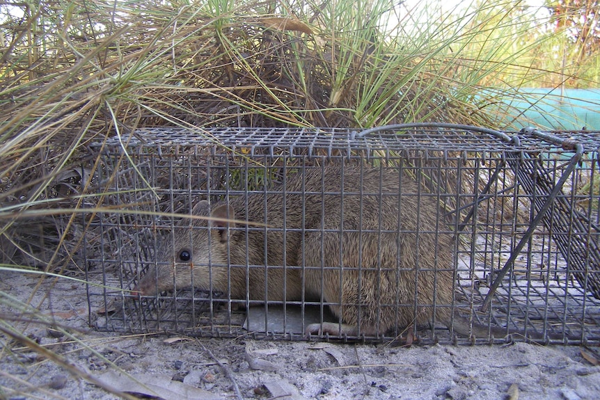 A northern brown bandicoot in a trap.