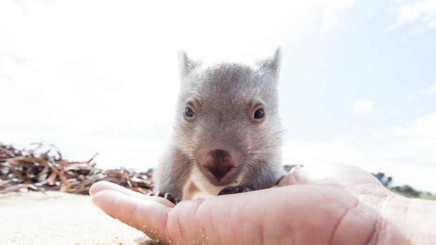 Derrick the baby wombat