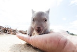 Derrick the baby wombat