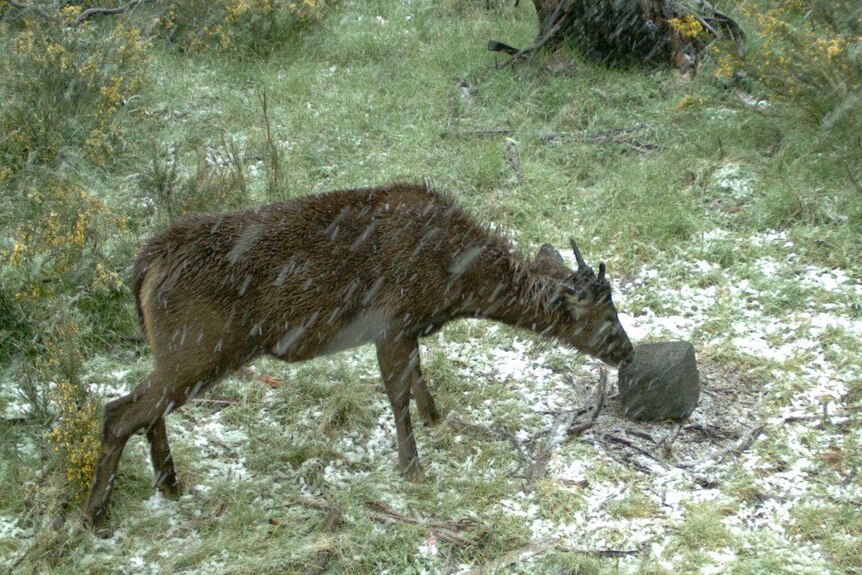 deer caught on camera