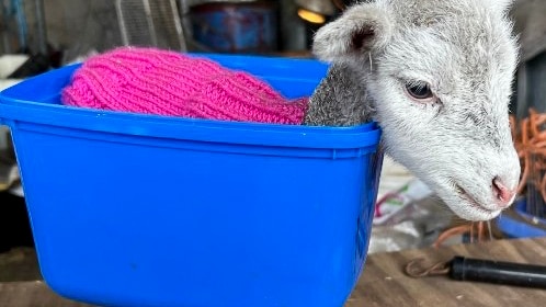 A small lamb sitting in an icecream tub being weighed