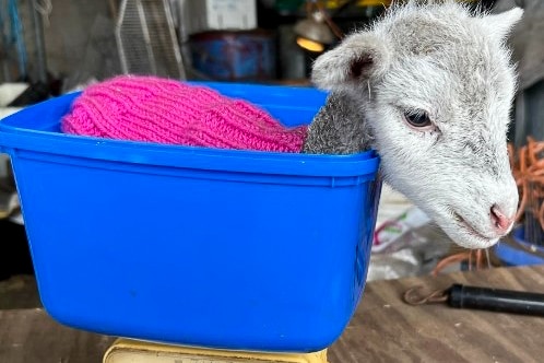 A small lamb sitting in an icecream tub being weighed