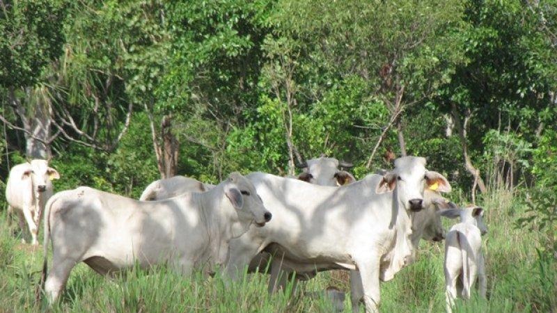 Old Mount Bundey Station cattle