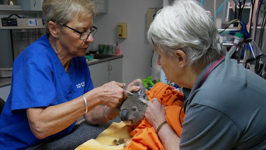 A koala being treated by two women at the Koala Hospital in Port Macquarie