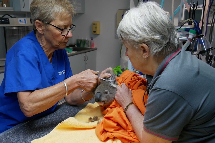 A koala being treated by two women at the Koala Hospital in Port Macquarie