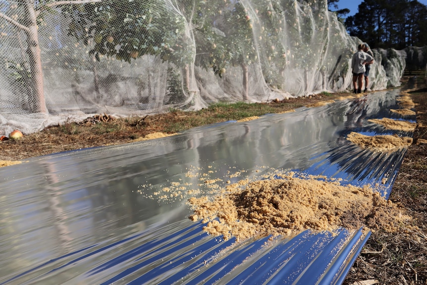 Reflective tarp on the ground in orchard.