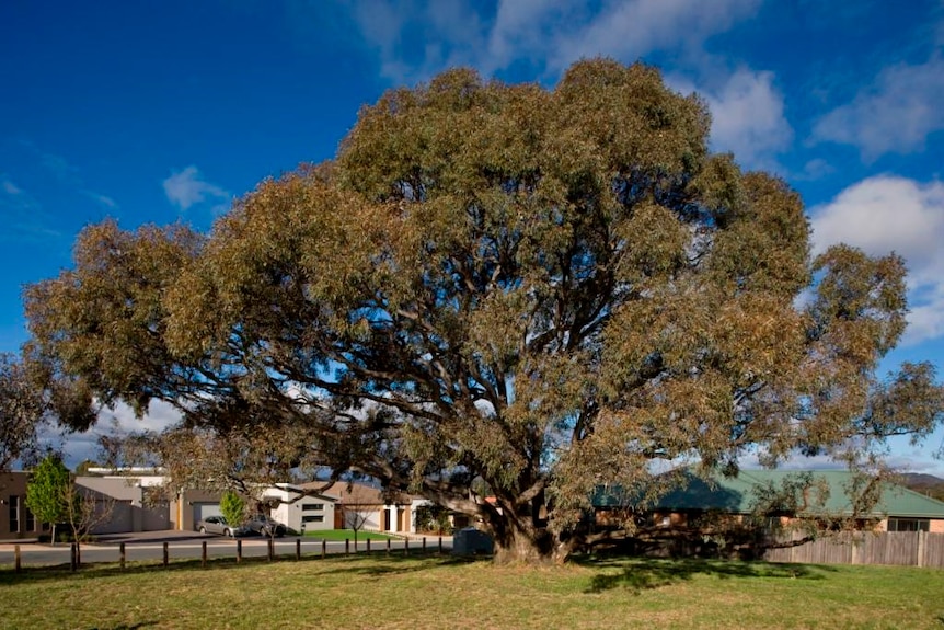 A protected red gum tree (Eucalpytus blakelyi) in Bruce, ACT.
