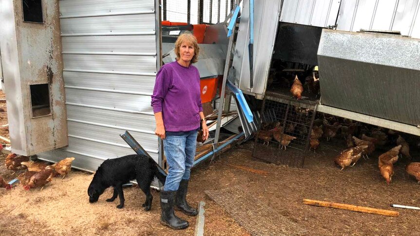 Chicken farmer Leanne Geri stands by a badly damaged shed with her dog, while dozens of chickens roam around