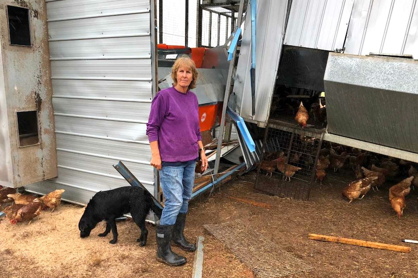 Chicken farmer Leanne Geri stands by a badly damaged shed with her dog, while dozens of chickens roam around
