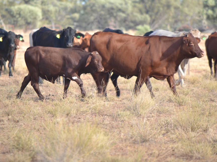 Grass-fed cattle