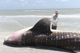 Whale shark washes up on a beach in Florida on Sanibel Island in south-west Florida.