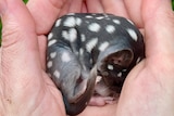 A baby brown quoll with white spots, curled up in a person's hands.