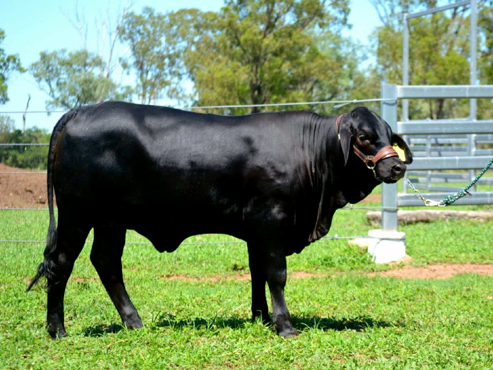Una vaca reproductora de color negro brillante se encuentra de perfil lateral sobre un parche de hierba verde con árboles al fondo.