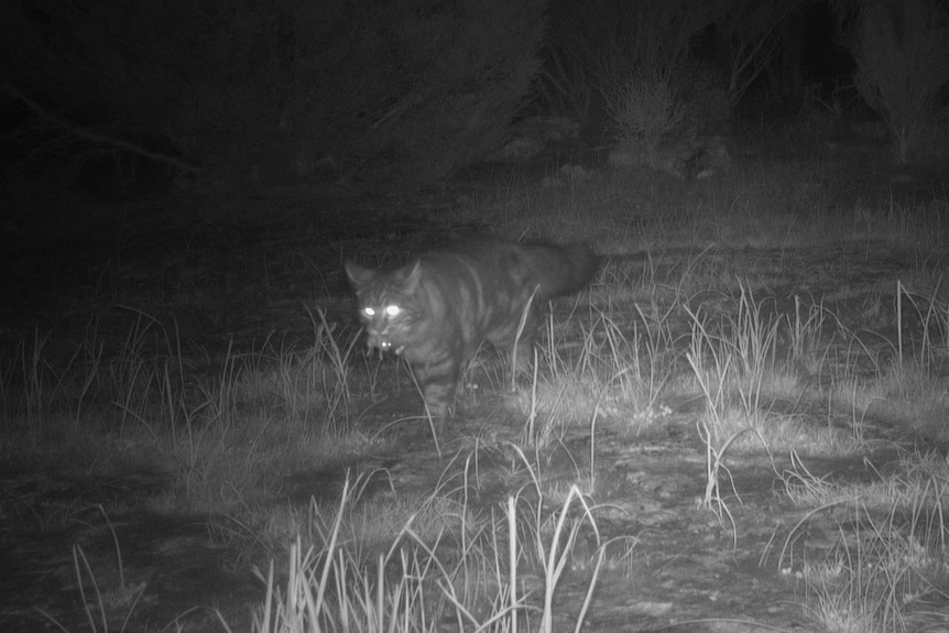 A night vision image of a pet cat carrying native prey in it's mouth.