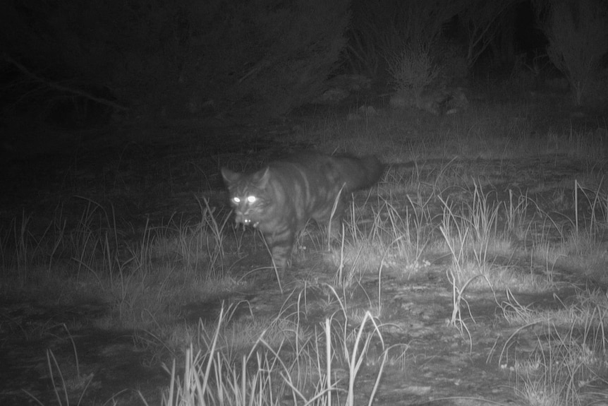 A cat carrying native prey in it's mouth.