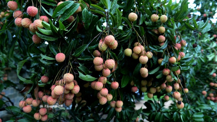 A file photo shows lychees hanging from a tree.