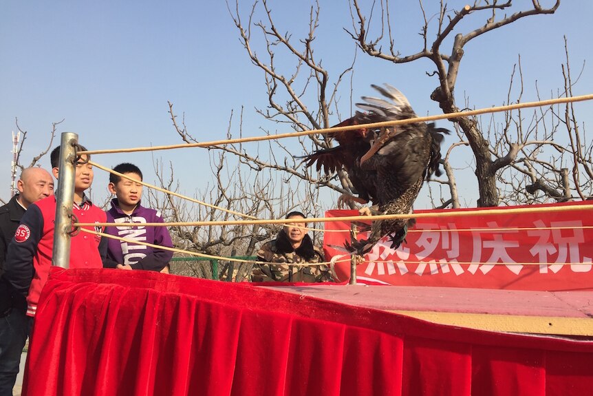 Children watch a cockfight ahead of year of the rooster at a poultry farm near Beijing