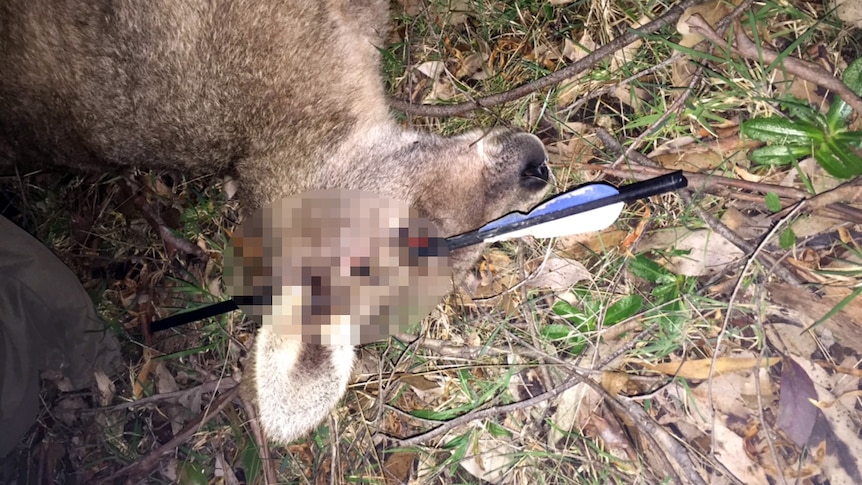 A kangaroo, found with an arrow through its head, in regional Victoria.