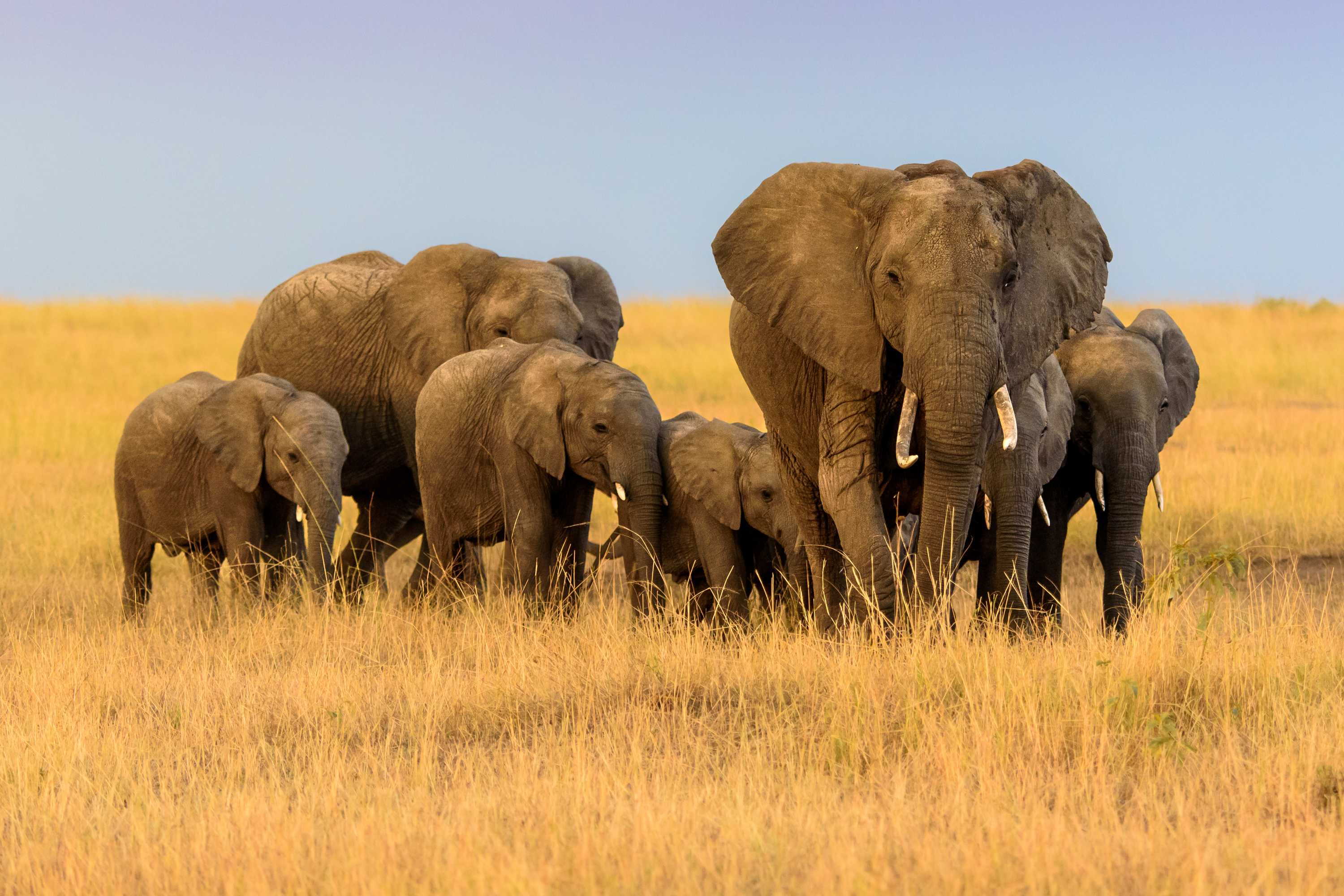 What can animals teach us about social cohesion? - ABC listen