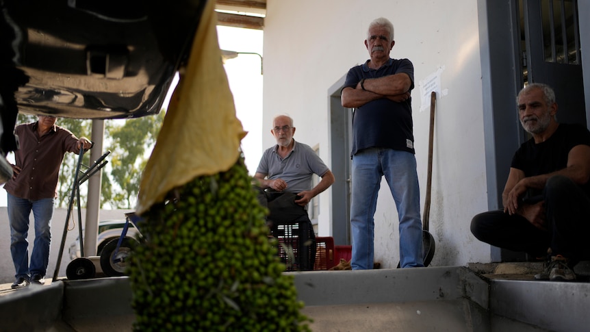 Men stand watching olives being poured off the back of a truckinto a metal container 