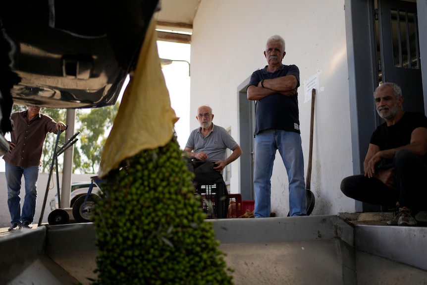 Men stand watching olives being poured off the back of a truckinto a metal container 