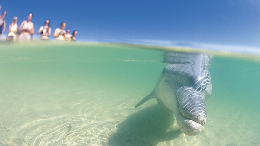 Tourists line the beach at Monkey Mia to watch dolphins handfed.