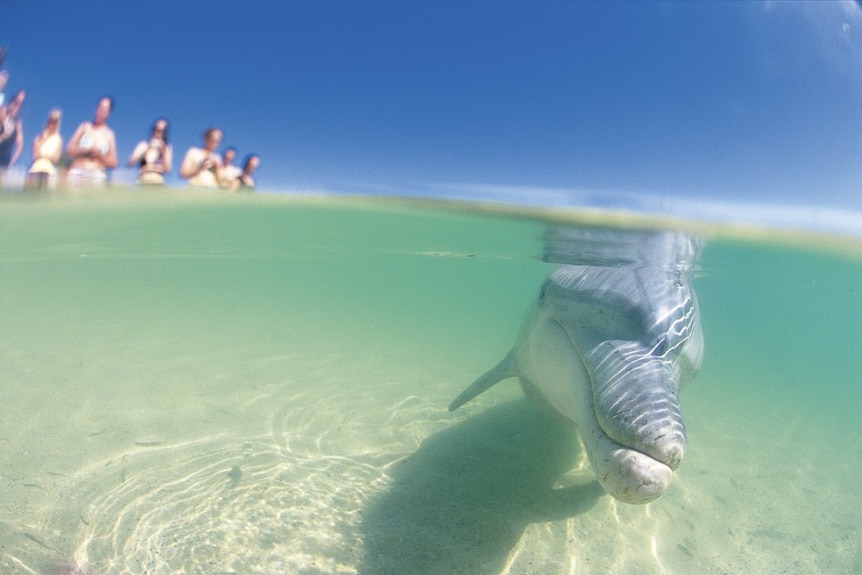 Tourists line the beach at Monkey Mia to watch dolphins handfed.