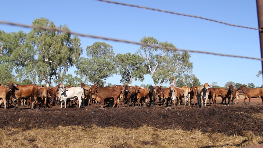 cattle in a feedlot