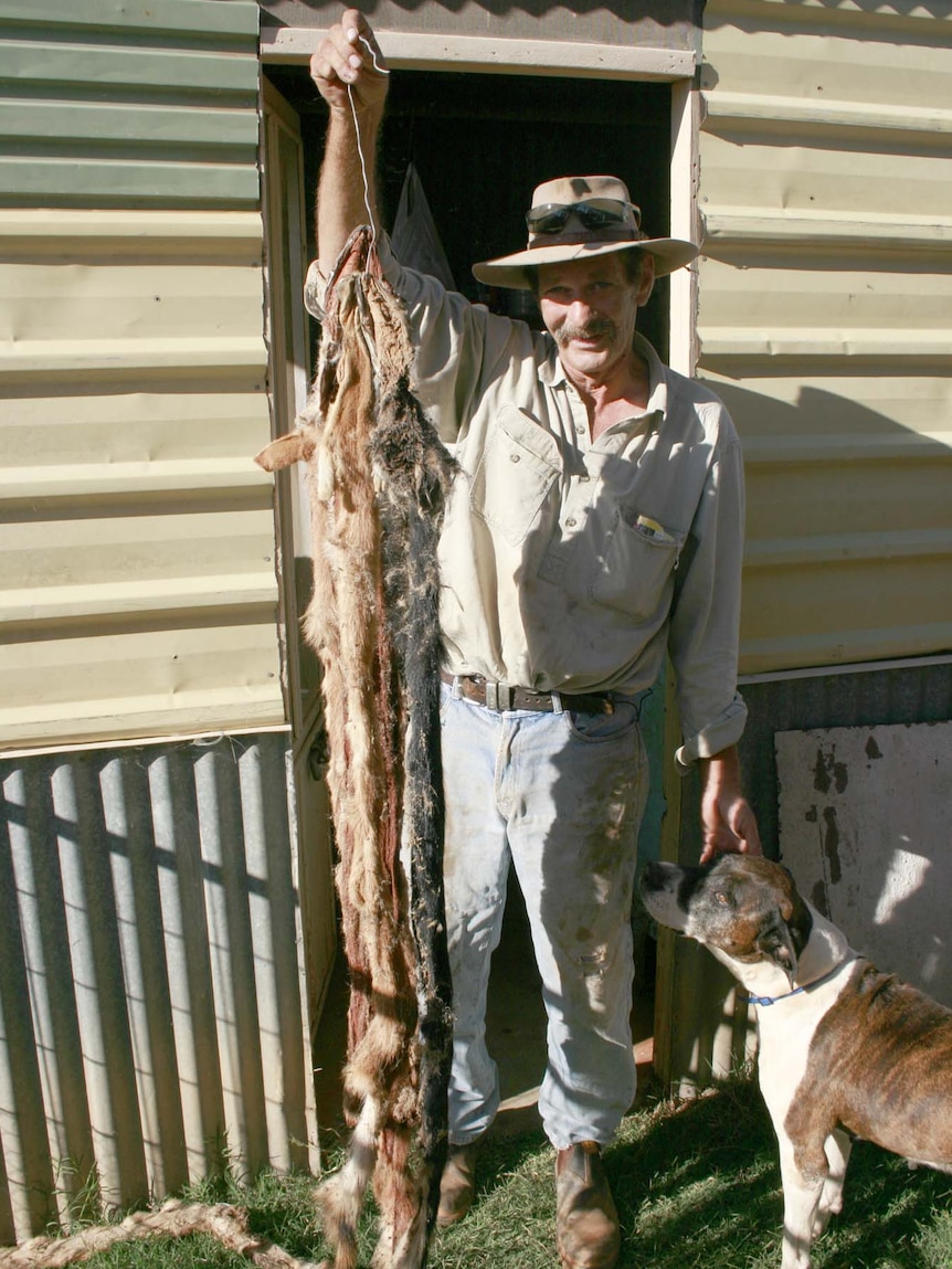 Fence worker Glen Coddington shows off a dingo pelt