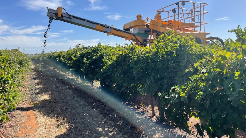 Photo of harvester dumping grapes onto ground.